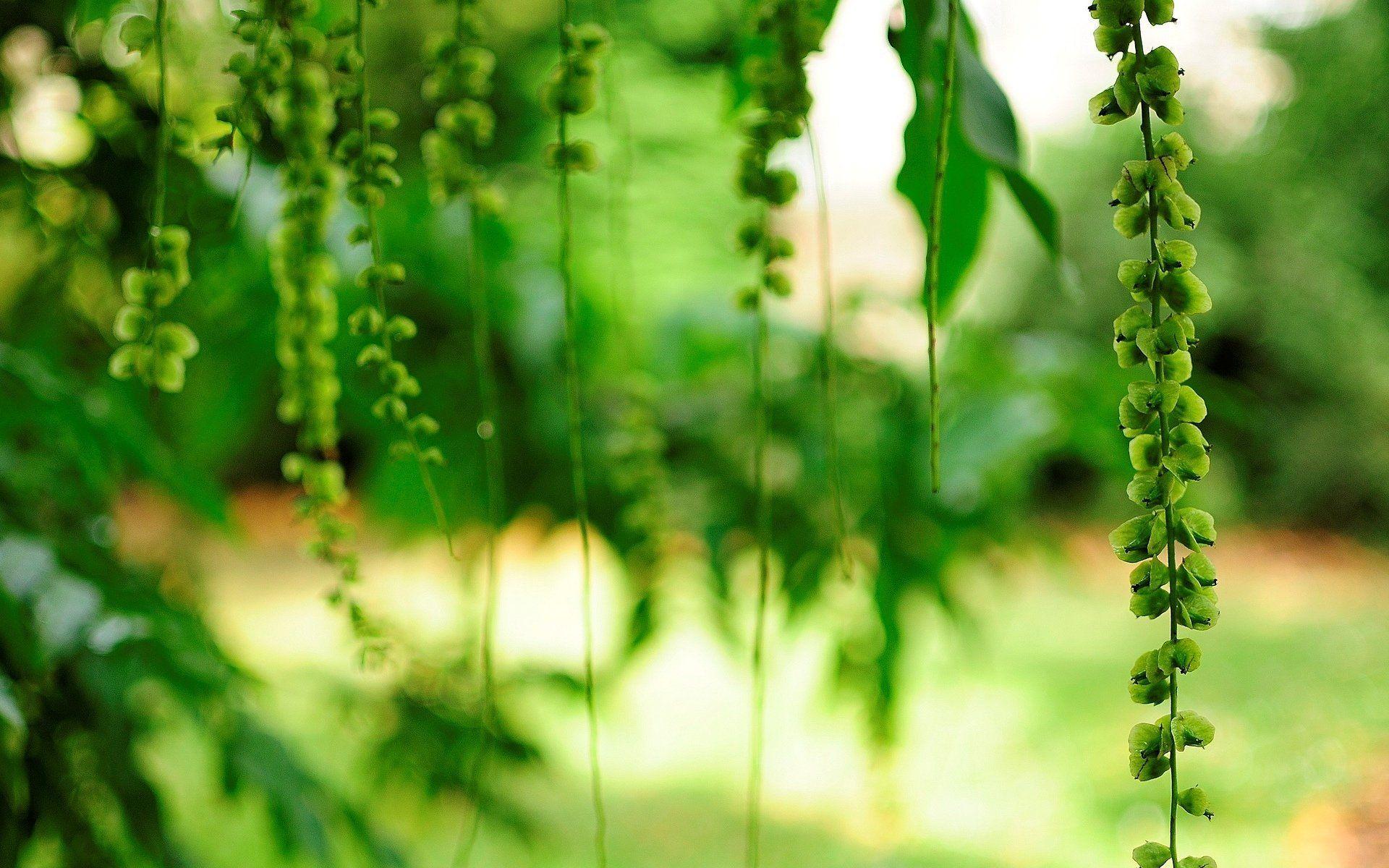 1920x1200 Plant Signalling