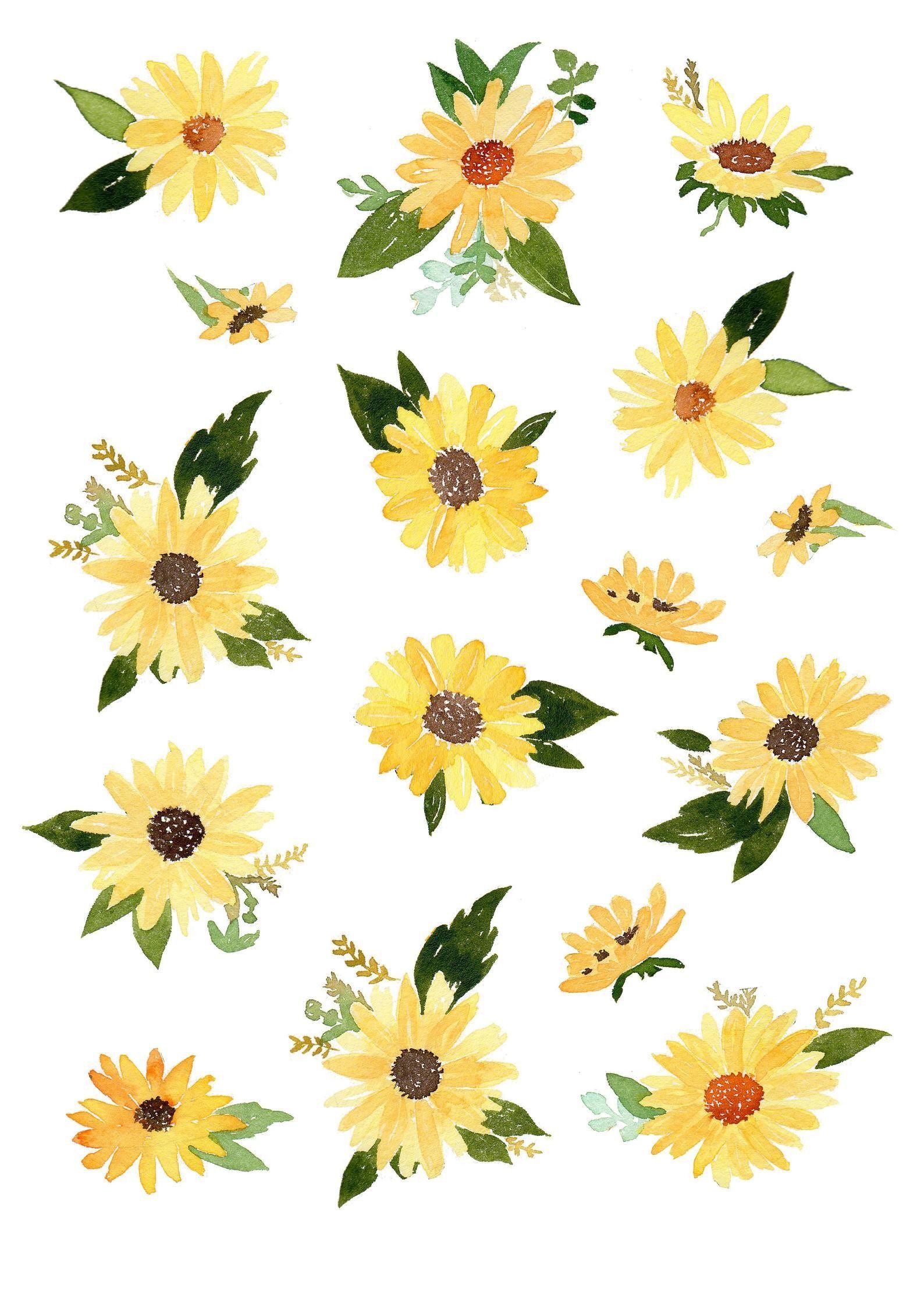1588x2246 Sunflower watercolor clip art pack watercolor sunflower. Etsy. Watercolor sunflower, Sunflower design, Watercolor clipart