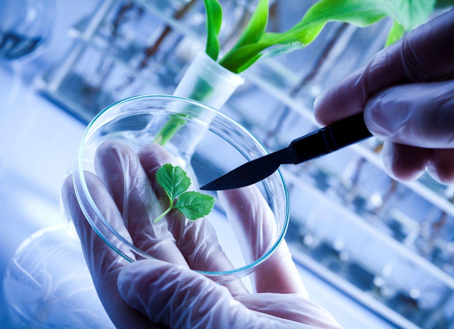 Plant Biotechnology Wallpapers Top Free Plant Biotechnology 