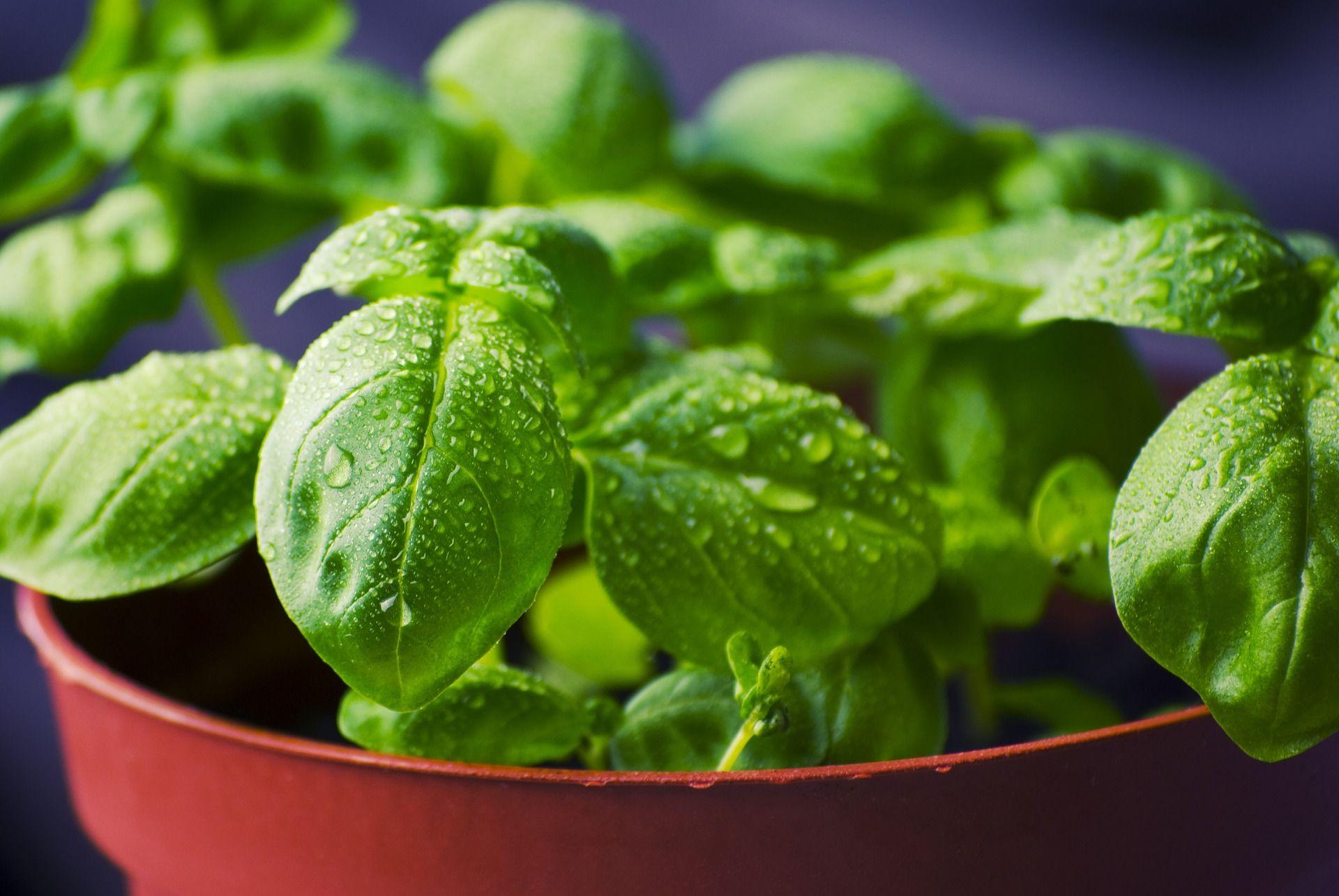 1920x1285 Health Check: are microgreens better for you than regular greens?. Connecting Science, Biotechnology & Healthcare
