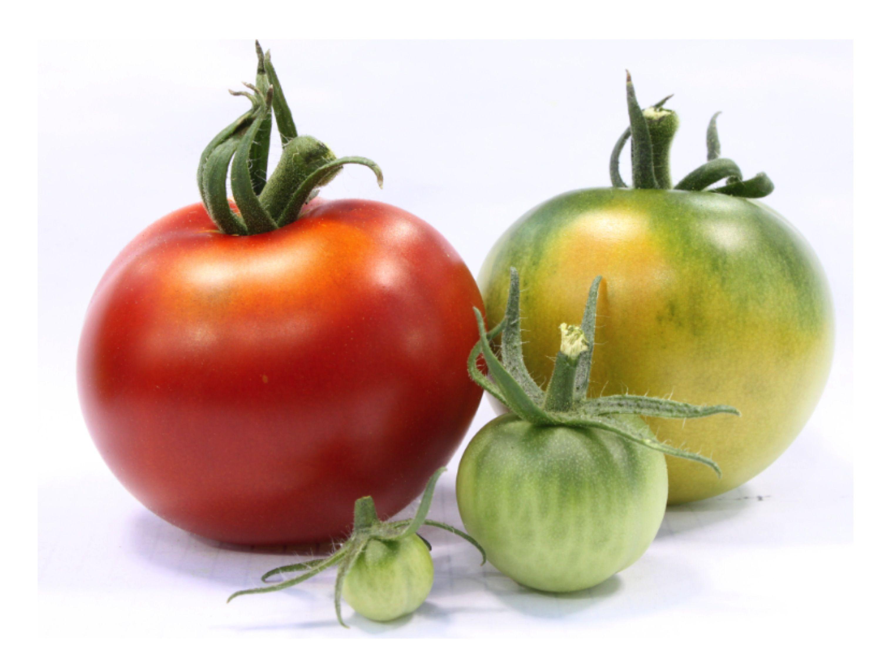 2999x2249 Plain tomatoes taste plain : News blog
