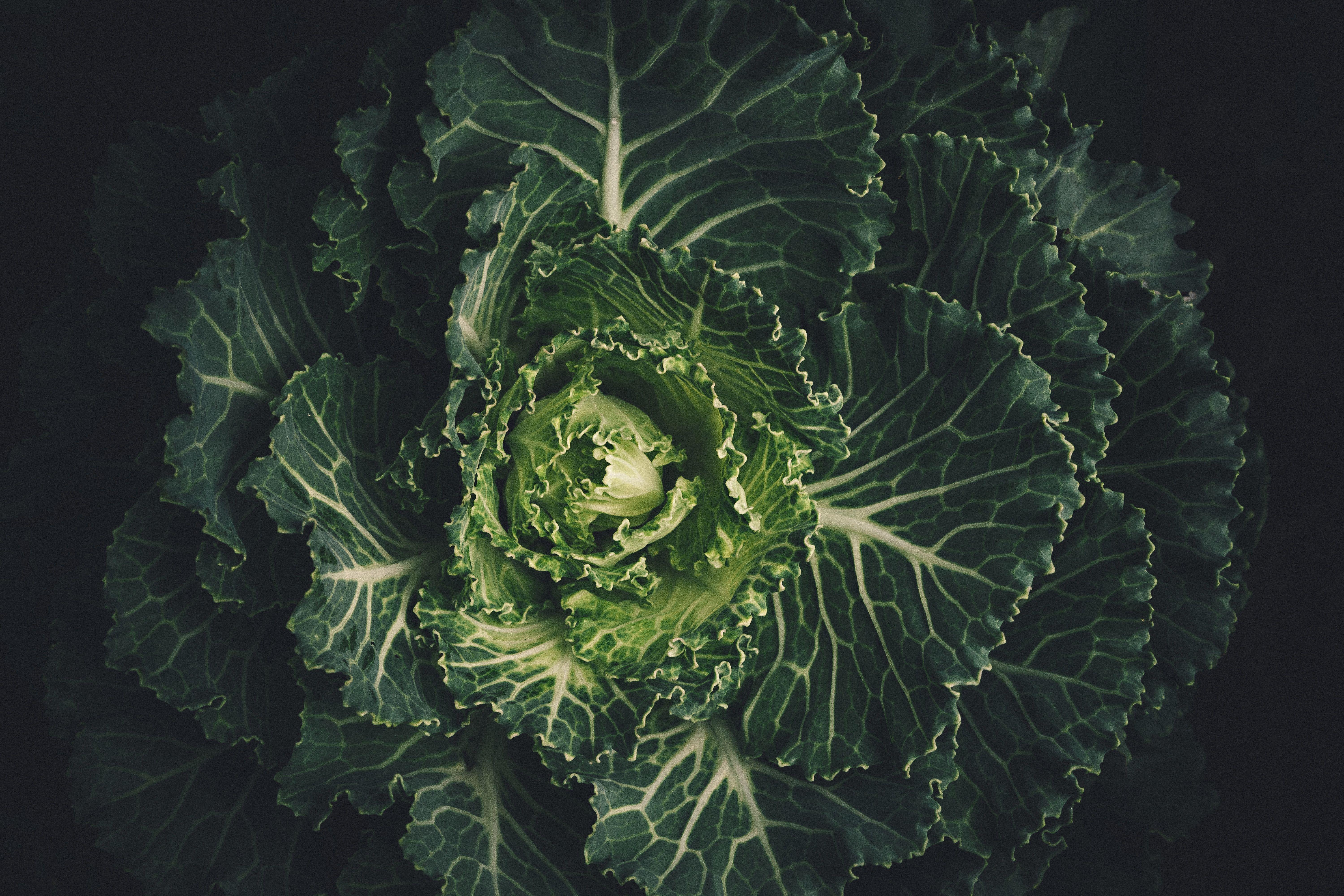 6000x4000 organic HD wallpaper, Background