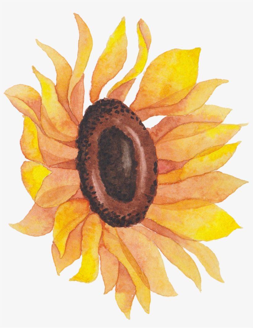 820x1063 Sunflowers Png Watercolor Picture Transparent Stock Png PNG Download