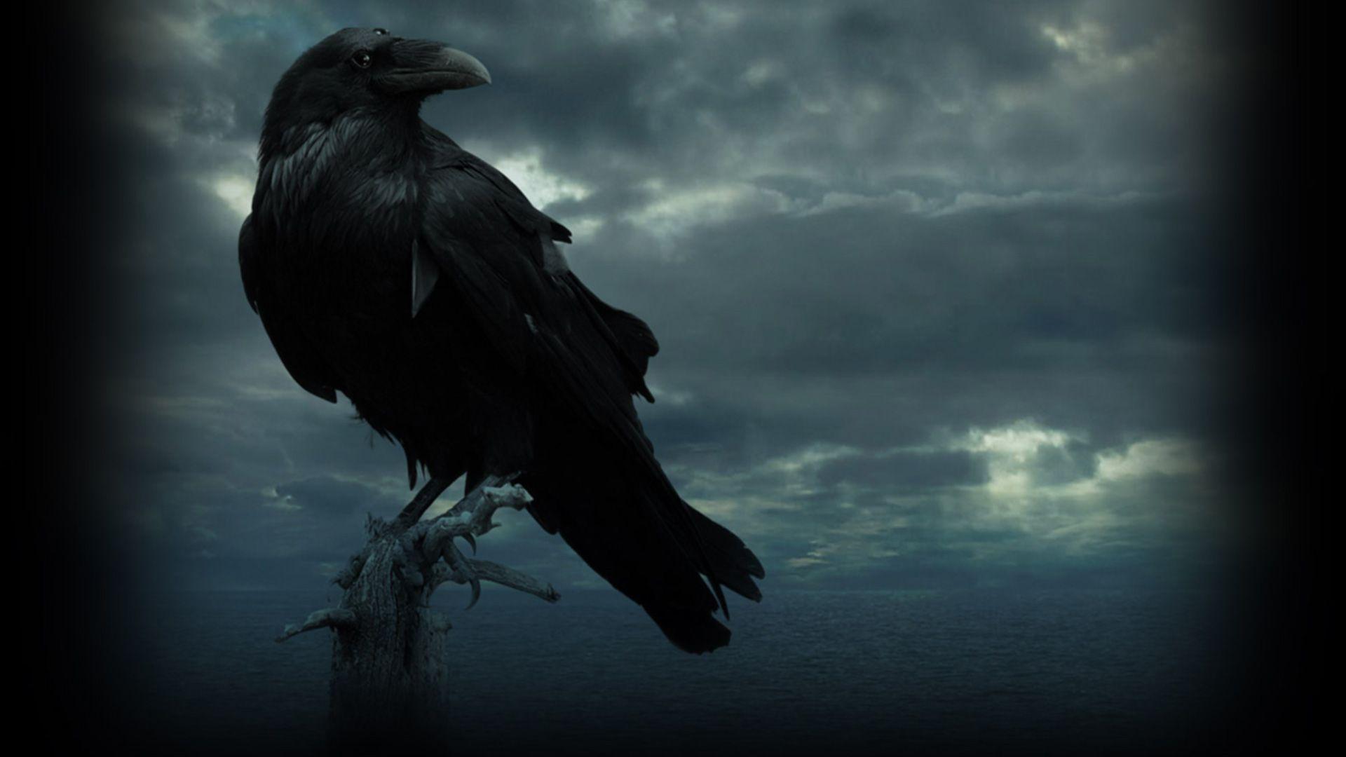 1920x1080 1920x1080 raven wallpaper