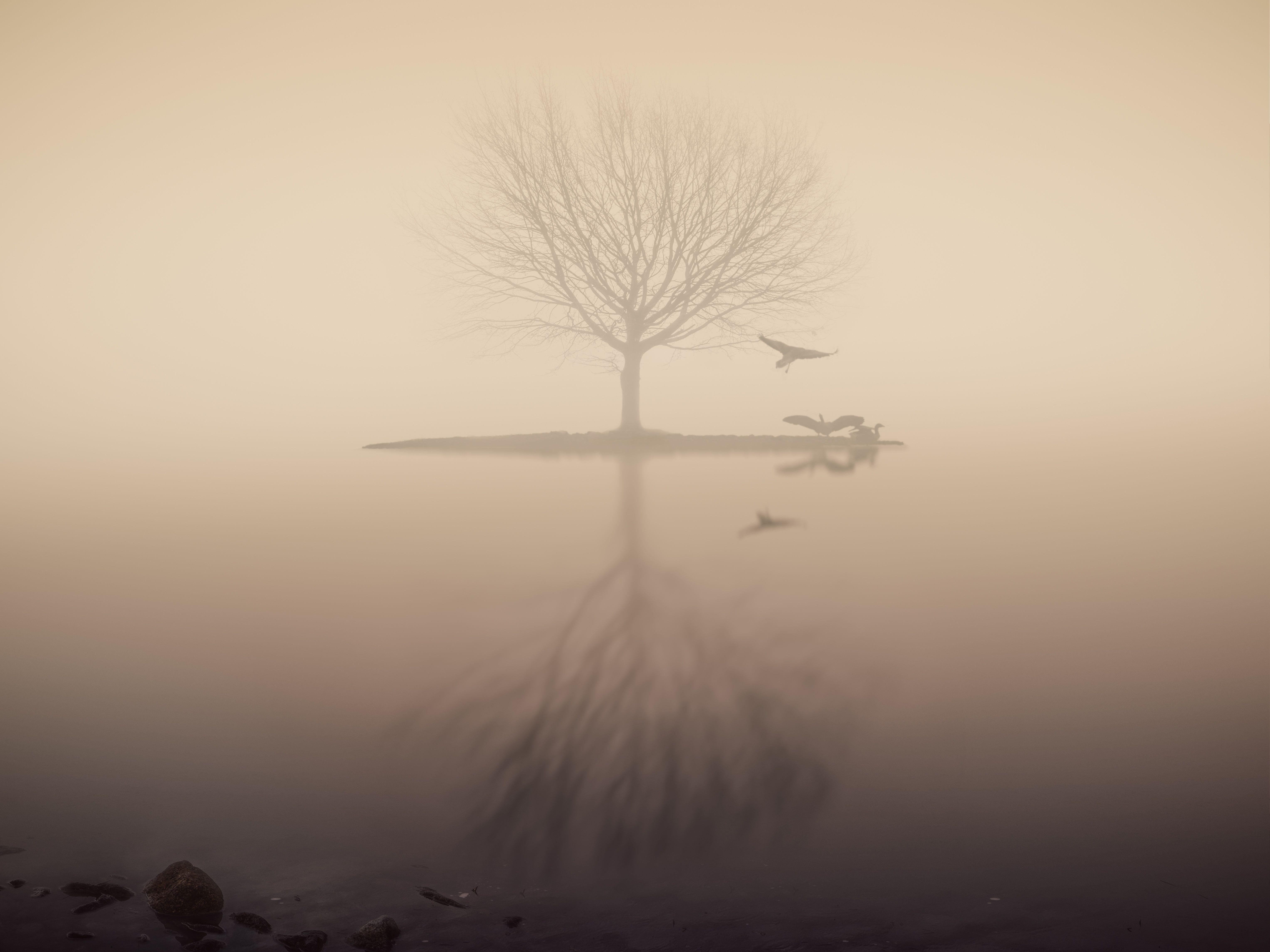 6108x4581 Fog Lake Silhouette Tree Birds 1366x768 Resolution HD 4k Wallpaper, Image, Background, Photo and Picture
