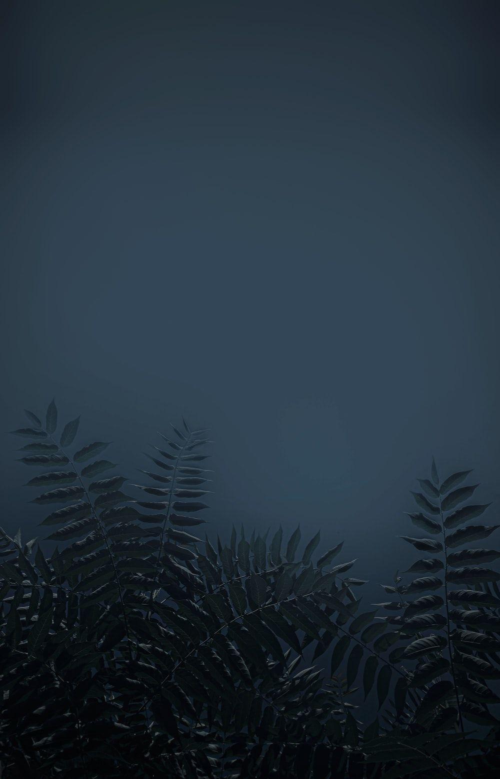 1000x1556 Fog Night Picture. Download Free Image