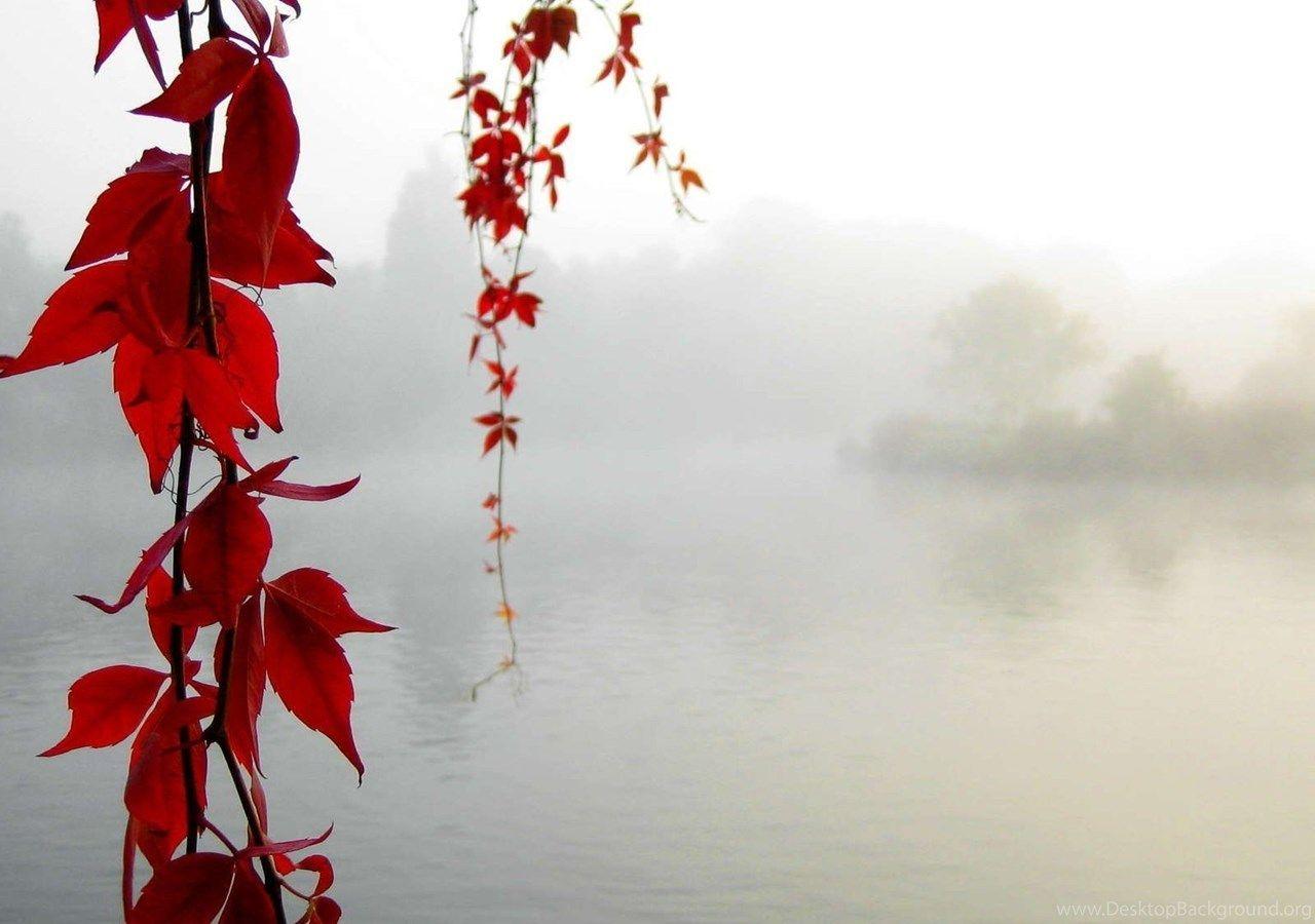 1280x900 Red Vines Above The Foggy Lake, 1920x1080 HD Wallpaper And FREE. Desktop Background