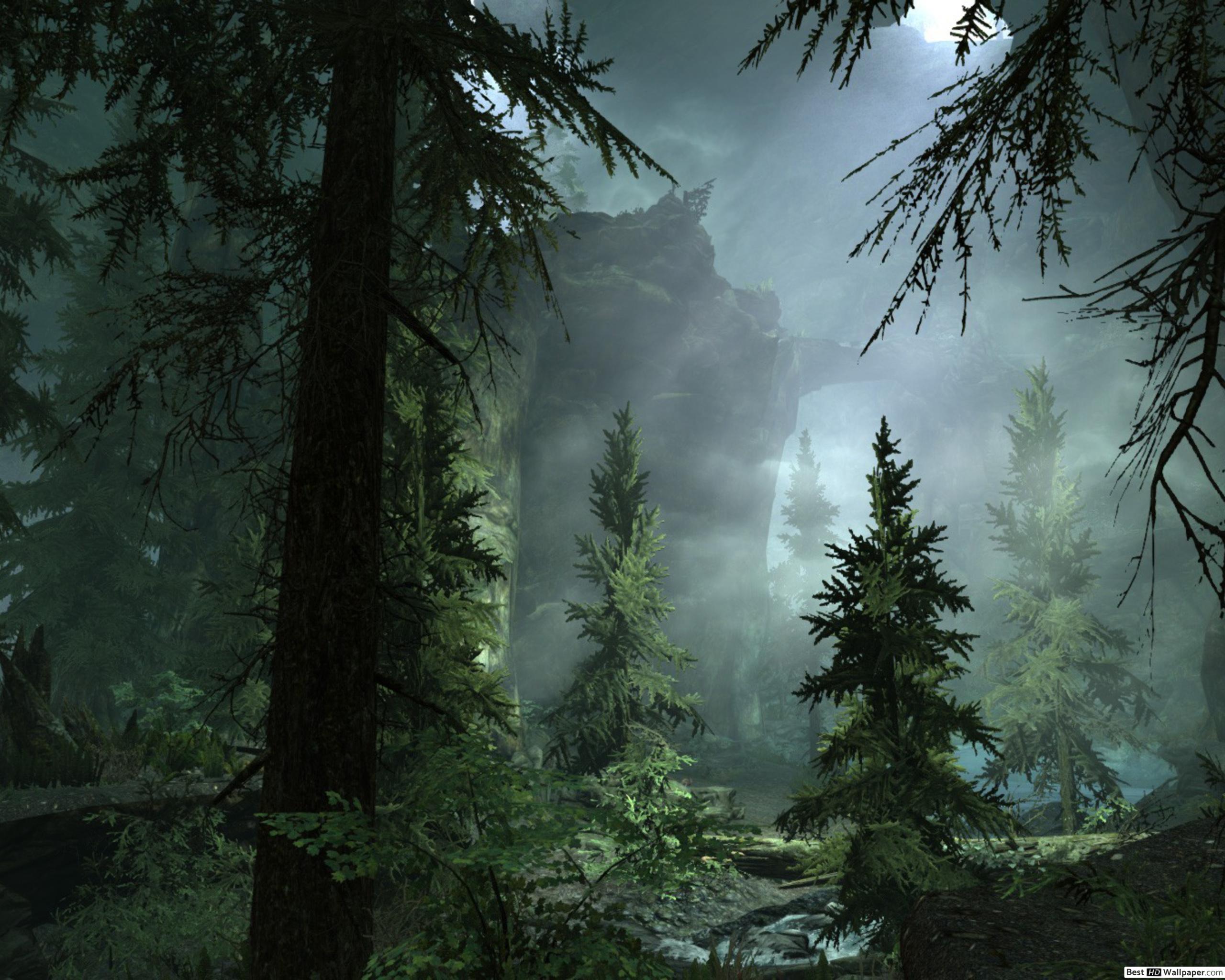 2560x2048 Foggy Night in Forest HD wallpaper download