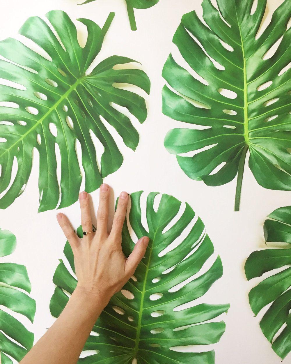 1000x1250 SALE Monstera Deliciosa Wallpaper