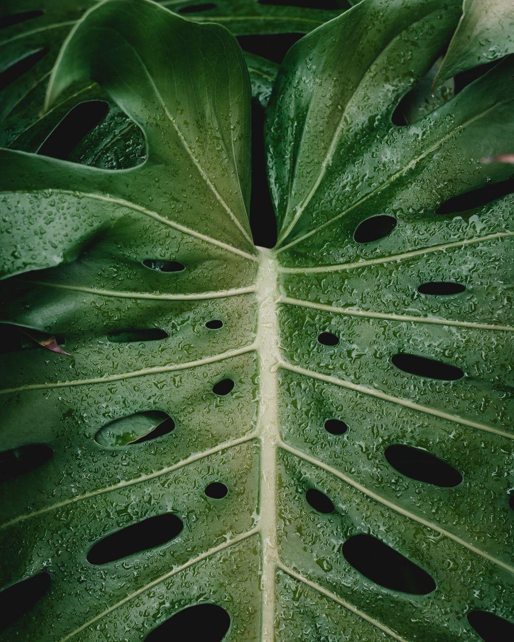 1000x1250 Monstera Leaf Picture [HD]. Download Free Image