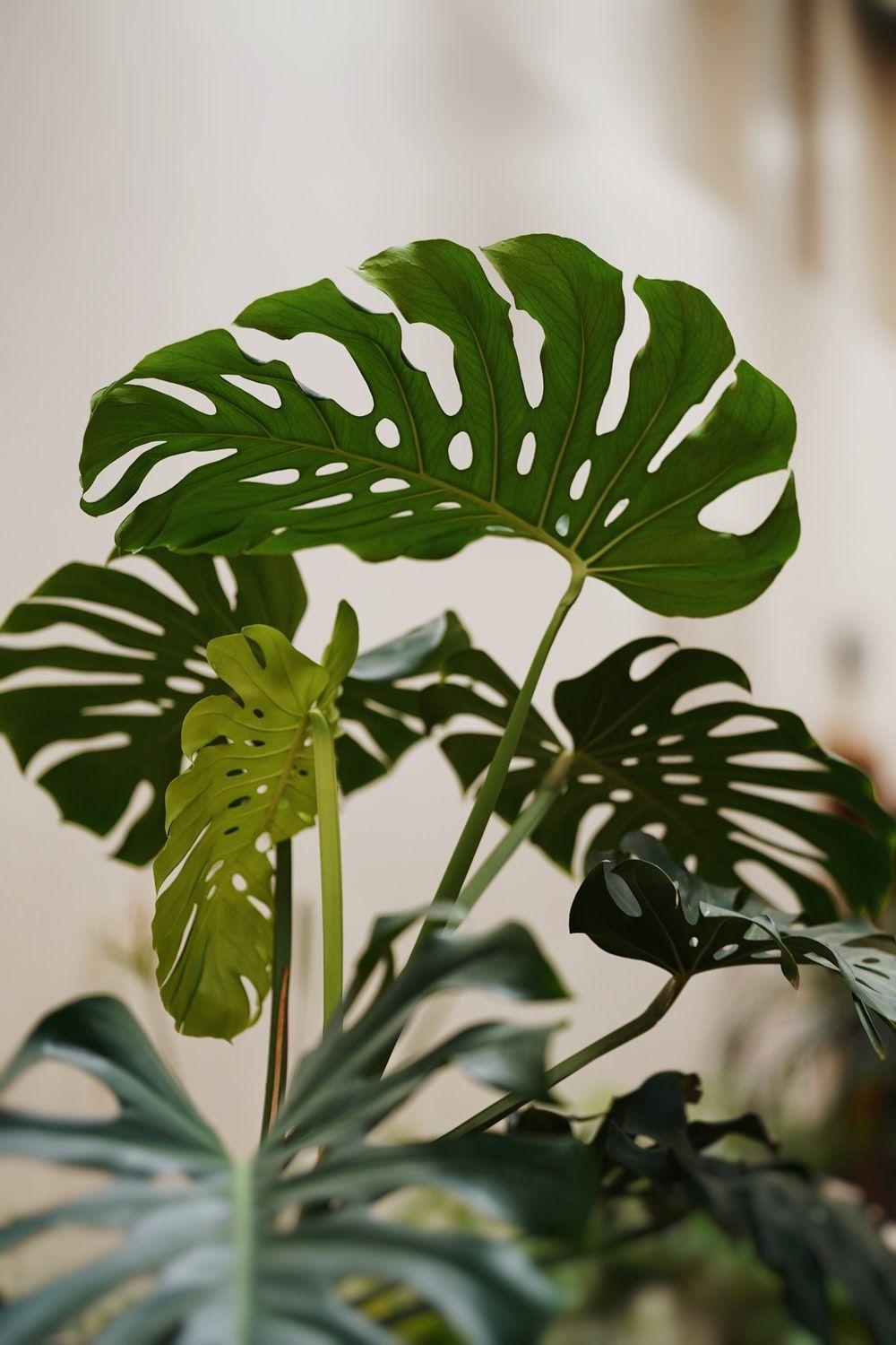 1000x1500 Monstera Leaf Picture [HD]. Download Free Image
