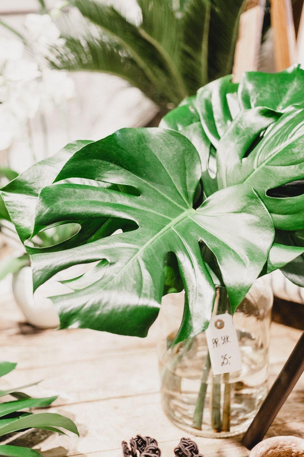 1000x1500 Monstera Leaf Picture [HD]. Download Free Image