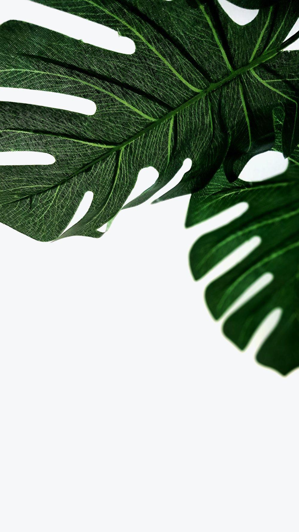 1000x1778 Monstera Leaf Picture [HD]. Download Free Image