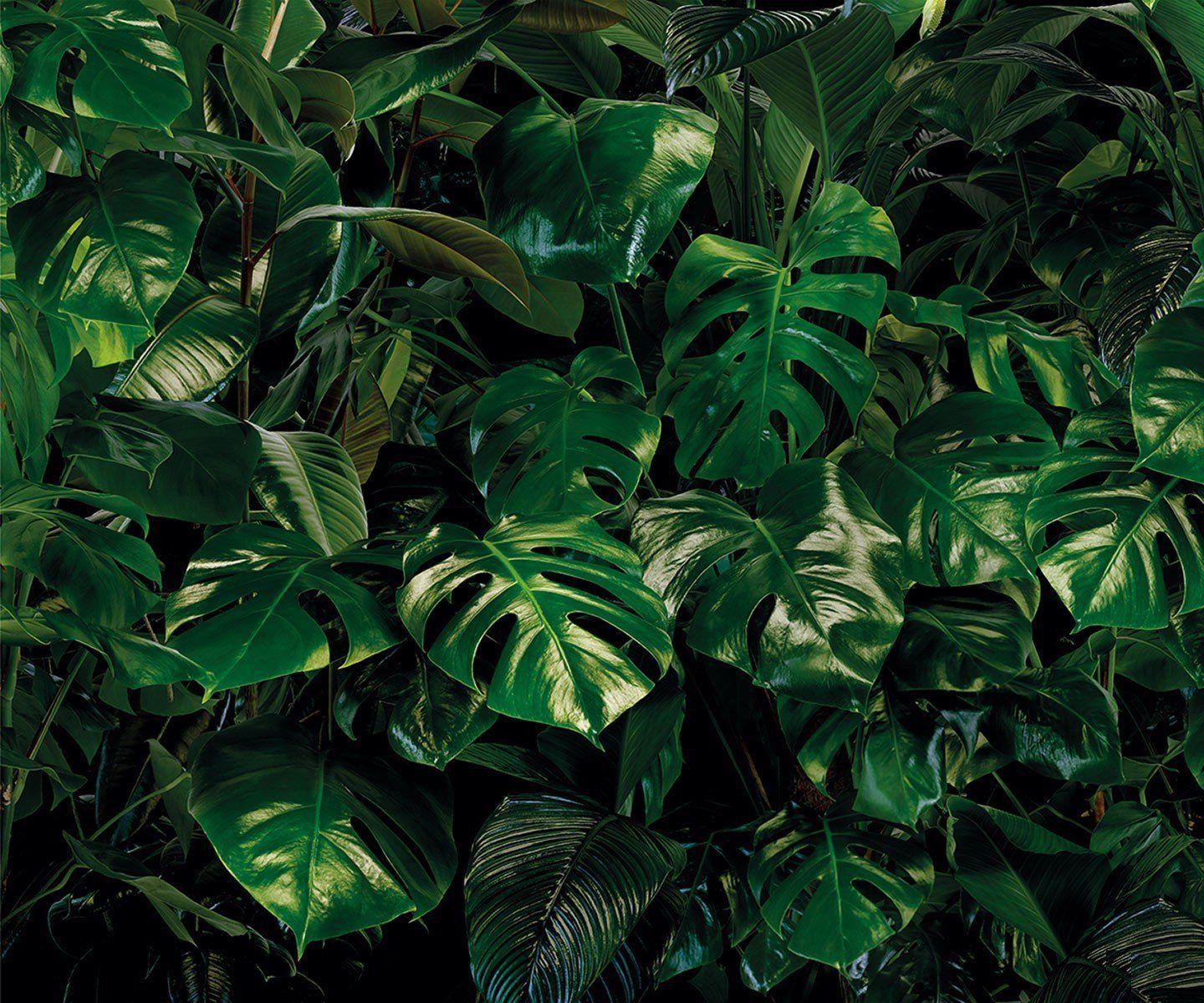 1440x1200 All in Monstera Mural: Monstera Leaf Wallpaper