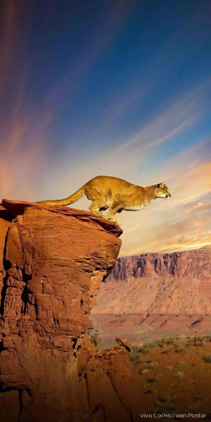 720x1440 Animals HD wallpaper. Majestic animals, Wild cats, Nature animals