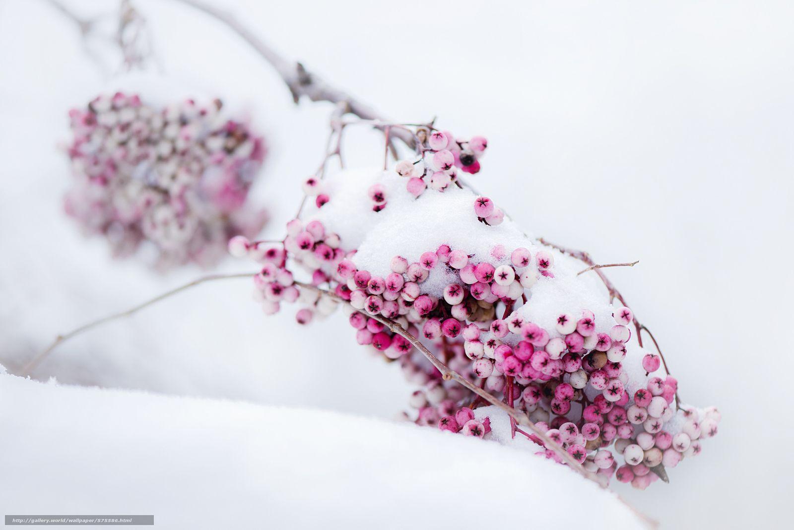 Pink Winter Desktop Wallpapers Top Free Pink Winter Desktop