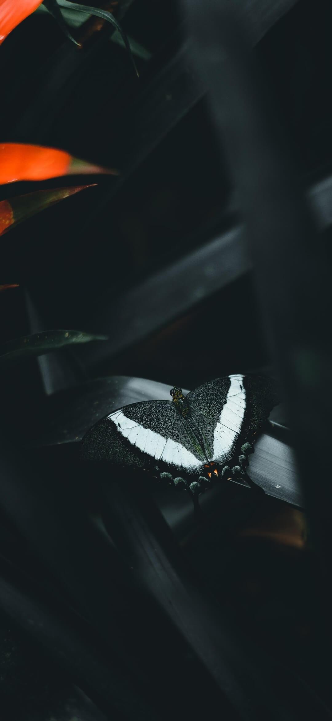 1080x2340 Black Butterfly Wallpaper [1080x2340]