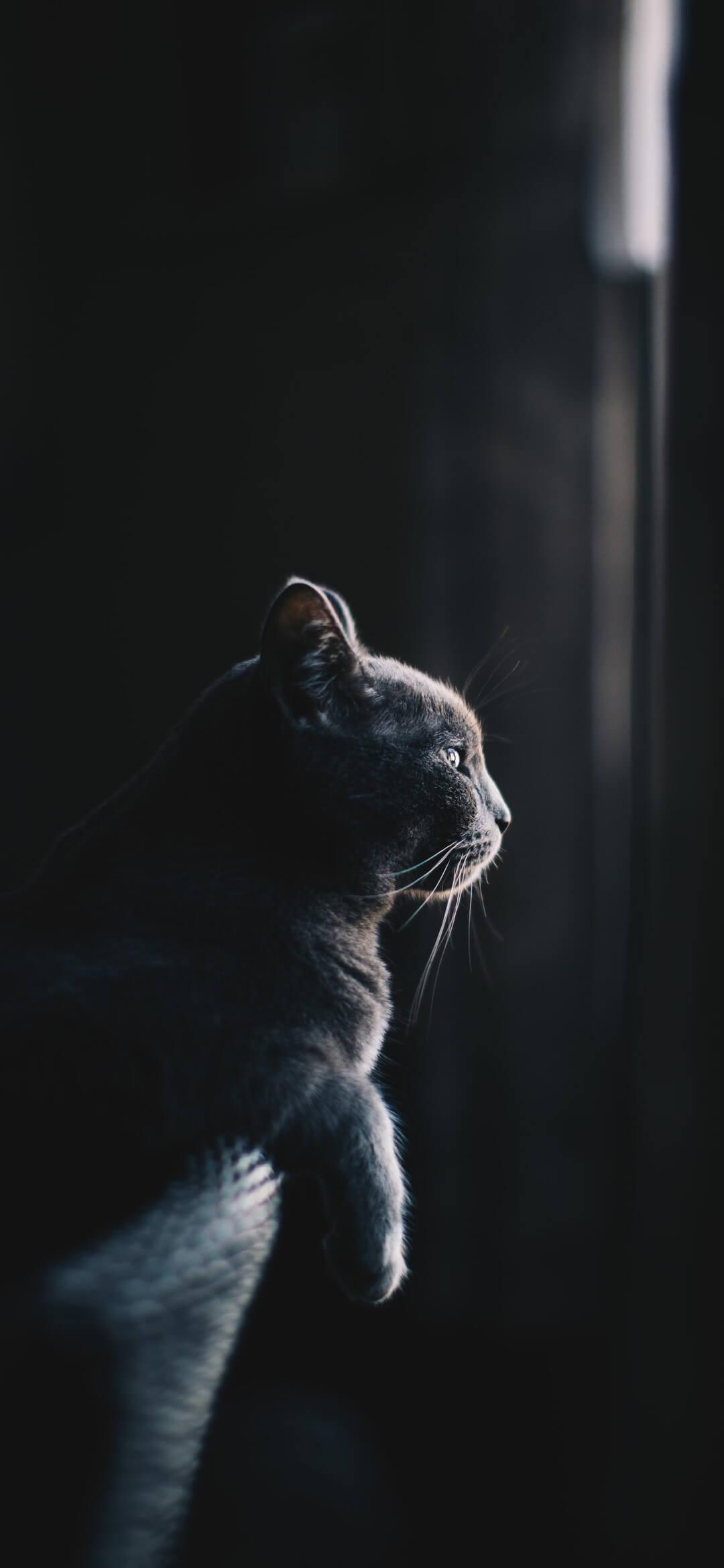 1080x2340 Black Cat Wallpaper [1080x2340]