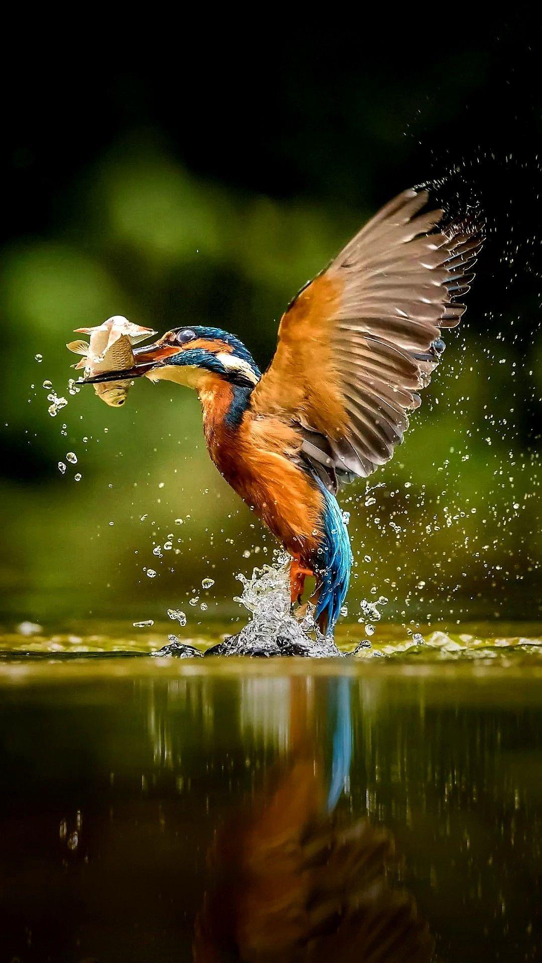 1080x1920 Wallpaper. Colorful birds, Bird, Action photography