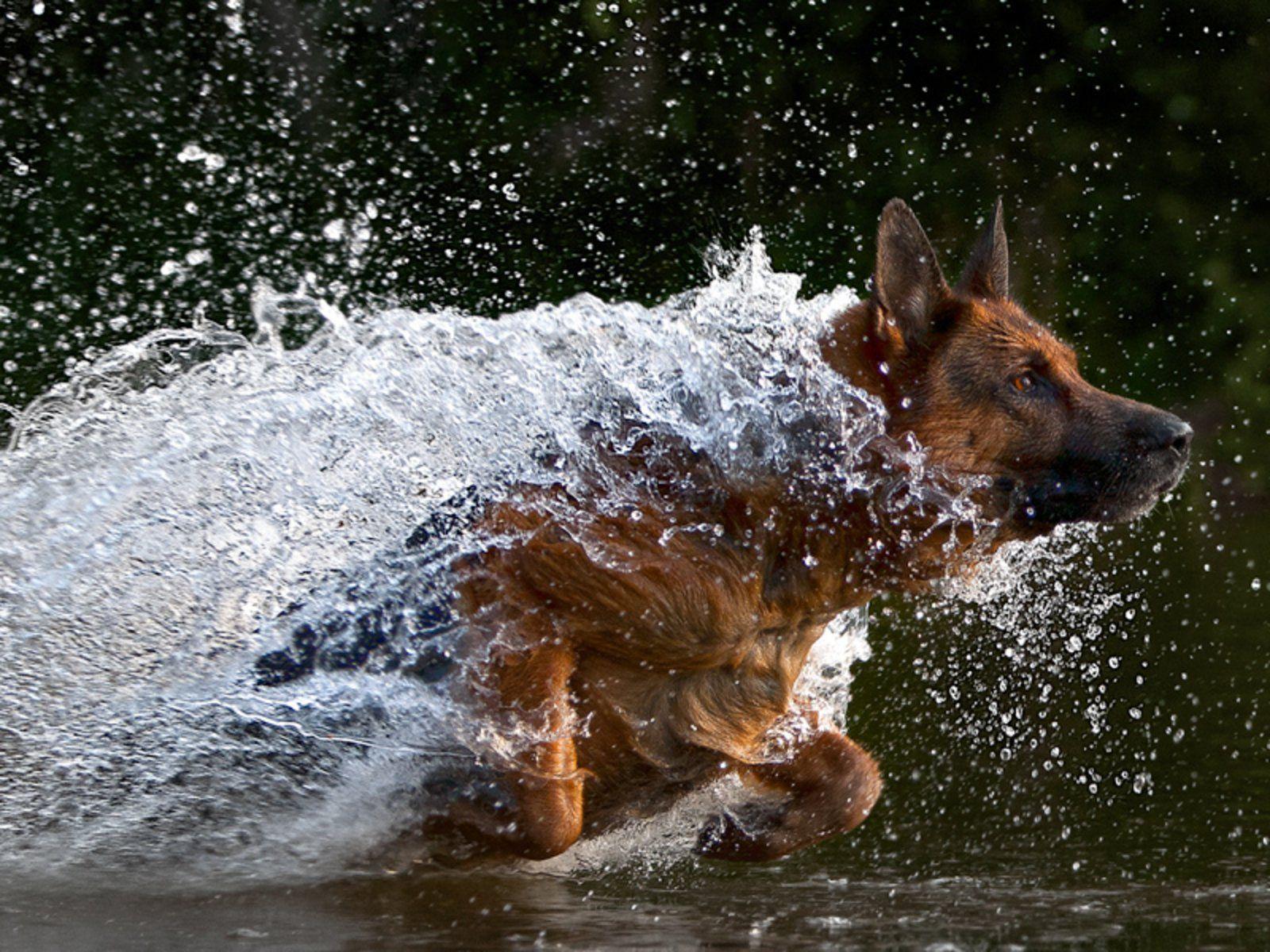 1600x1200 Dog Running Freeze Action Photography .