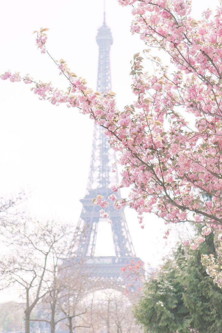 775x1163 Cherry Blossoms in Paris // Spring Photo Diary Little Details. Spring wallpaper, Spring aesthetic, Cherry blossom wallpaper