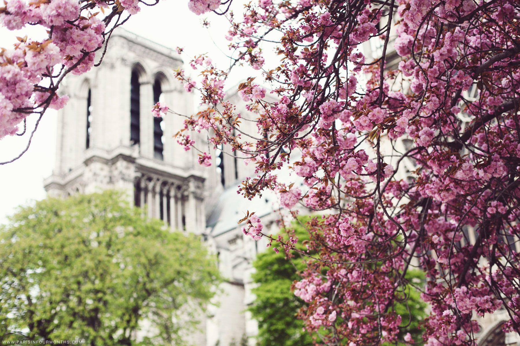 1800x1200 Free download Third Spring Paris in Four Months [1800x1200] for your Desktop, Mobile & Tablet. Explore Spring Months Wallpaper. Spring Months Wallpaper, Background Spring, Wallpaper Spring