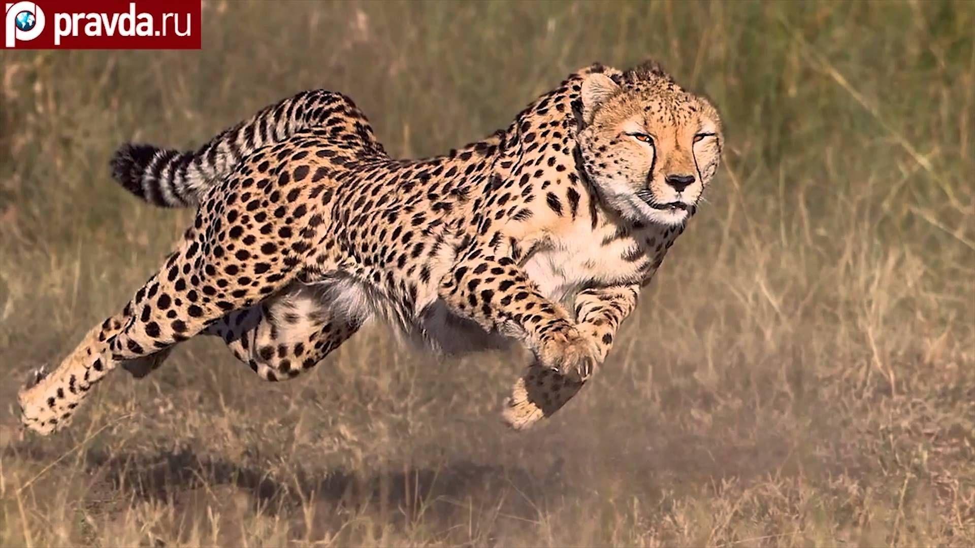 1920x1080 Pin di Animals