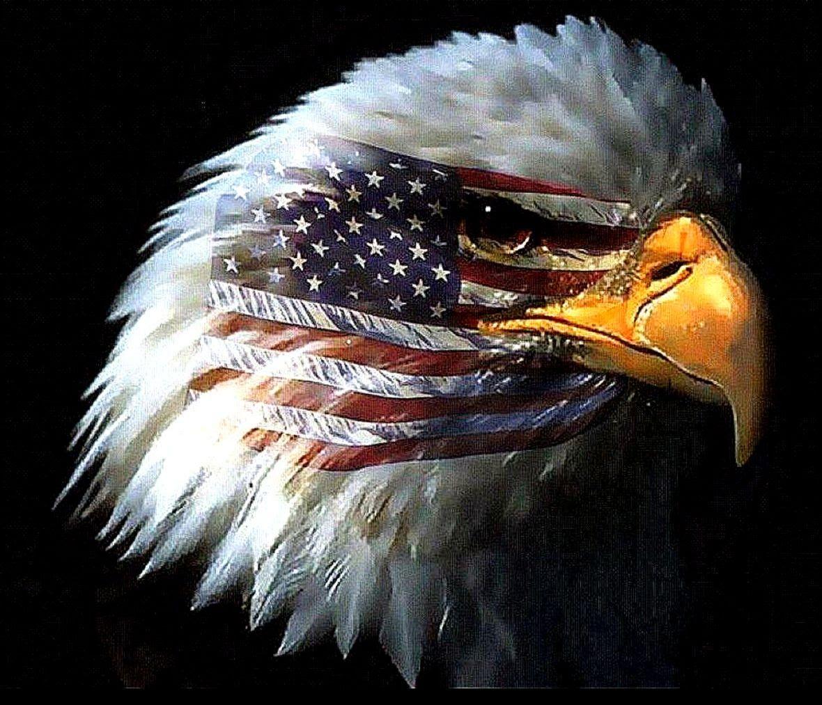 1180x1013 Best Free HD Wallpaper: Bald Eagle American Flag Photo
