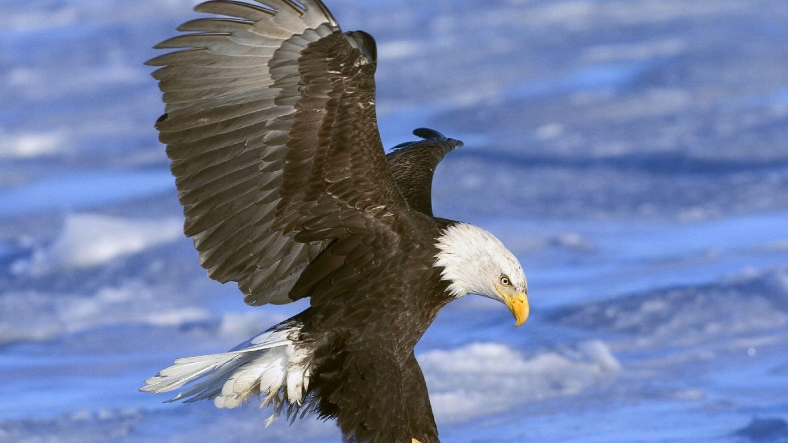 2560x1440 Bald eagle and flag wallpaper