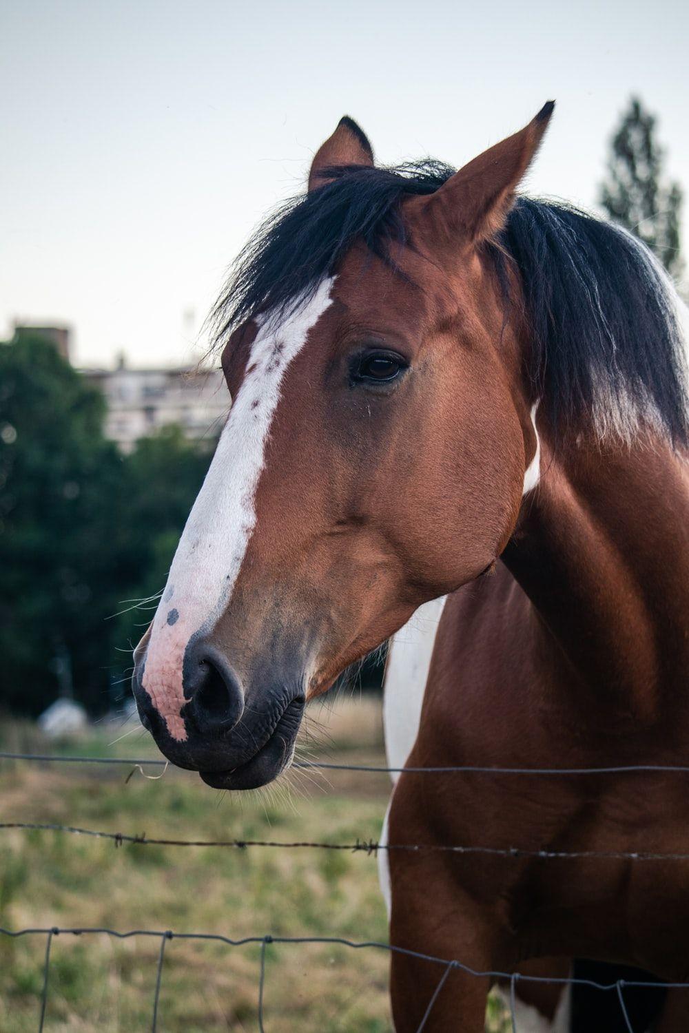 1000x1500 Horse Face Picture. Download Free Image