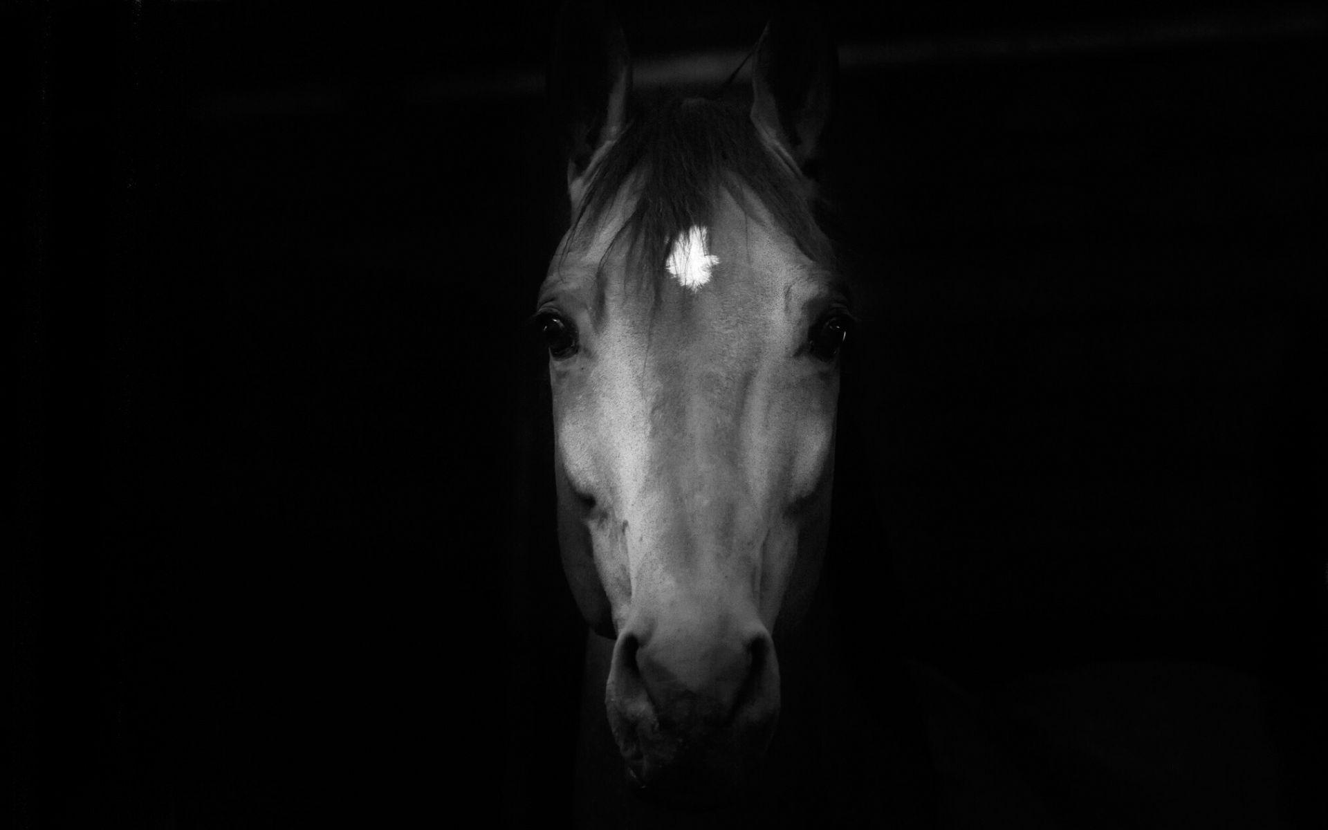 1920x1200 Horse Face Wallpaper