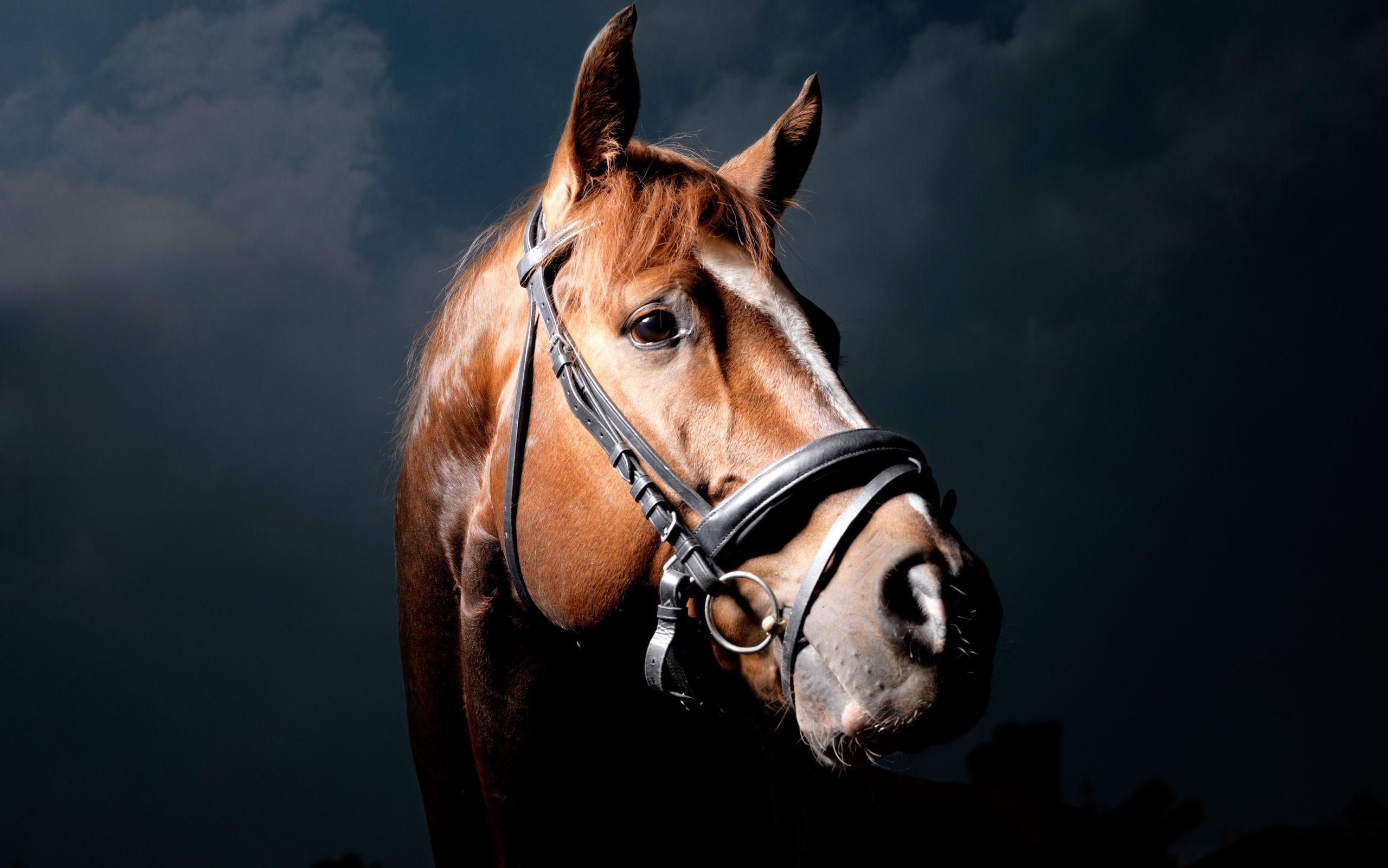 2560x1600 Horse Face Wallpaper .