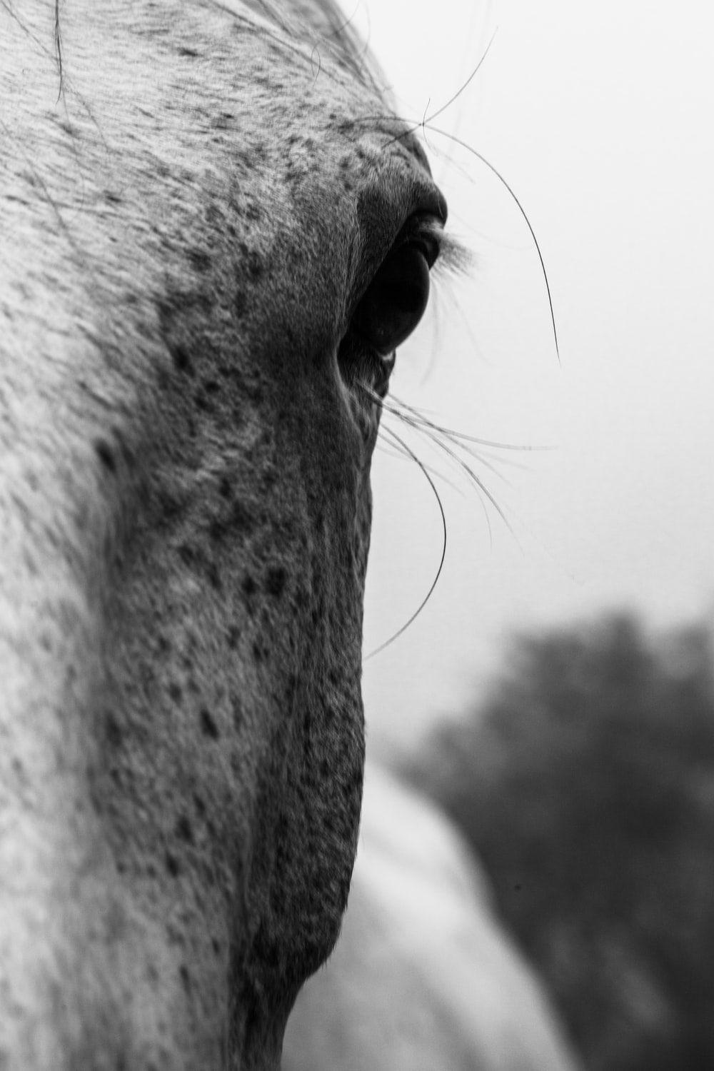 1000x1500 Horse Face Picture. Download Free Image