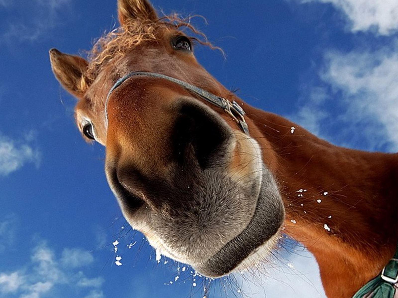 Horse Face Wallpapers Top Free Horse Face Backgrounds WallpaperAccess