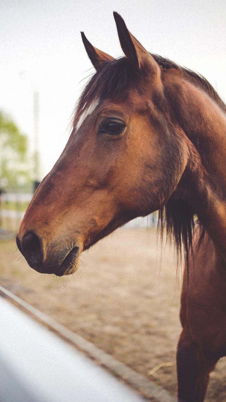 750x1334 Download 750x1334 wallpaper brown horse, equus, muzzle, animal, iphone iphone 750x1334 HD image, background, 2103