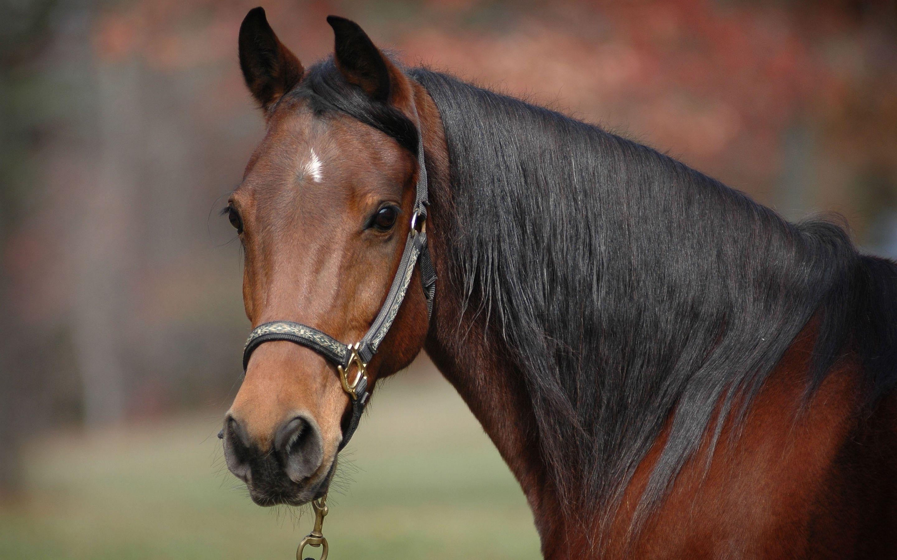 2880x1800 Horse Face Desktop Background .
