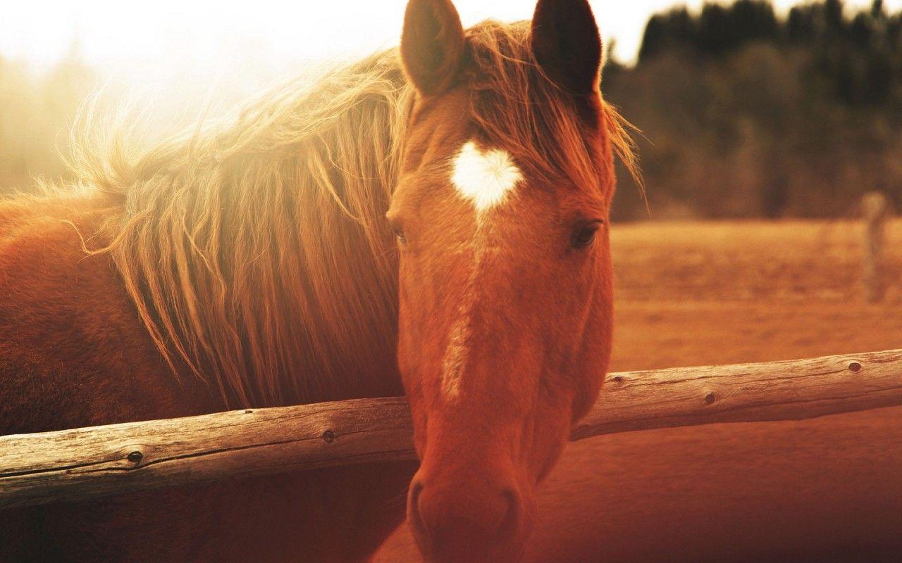 1280x800 horse face light mane 3D Models. Free