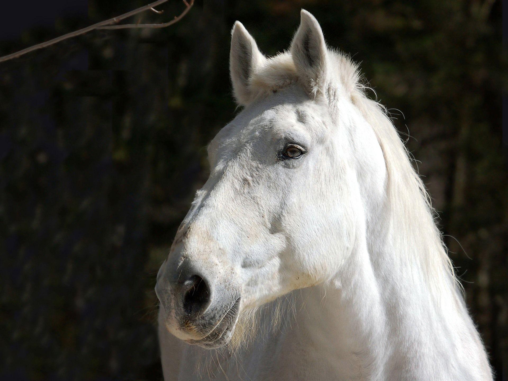 1920x1440 Wallpaper White horse, face, black background 1920x1440 HD Picture, Image