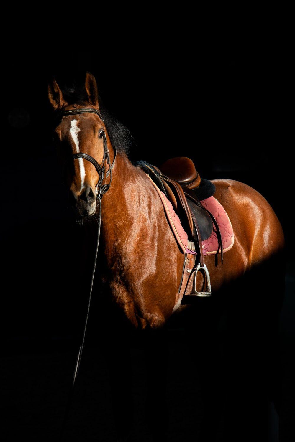 1000x1500 Horse Wallpaper: Free HD Download [HQ]