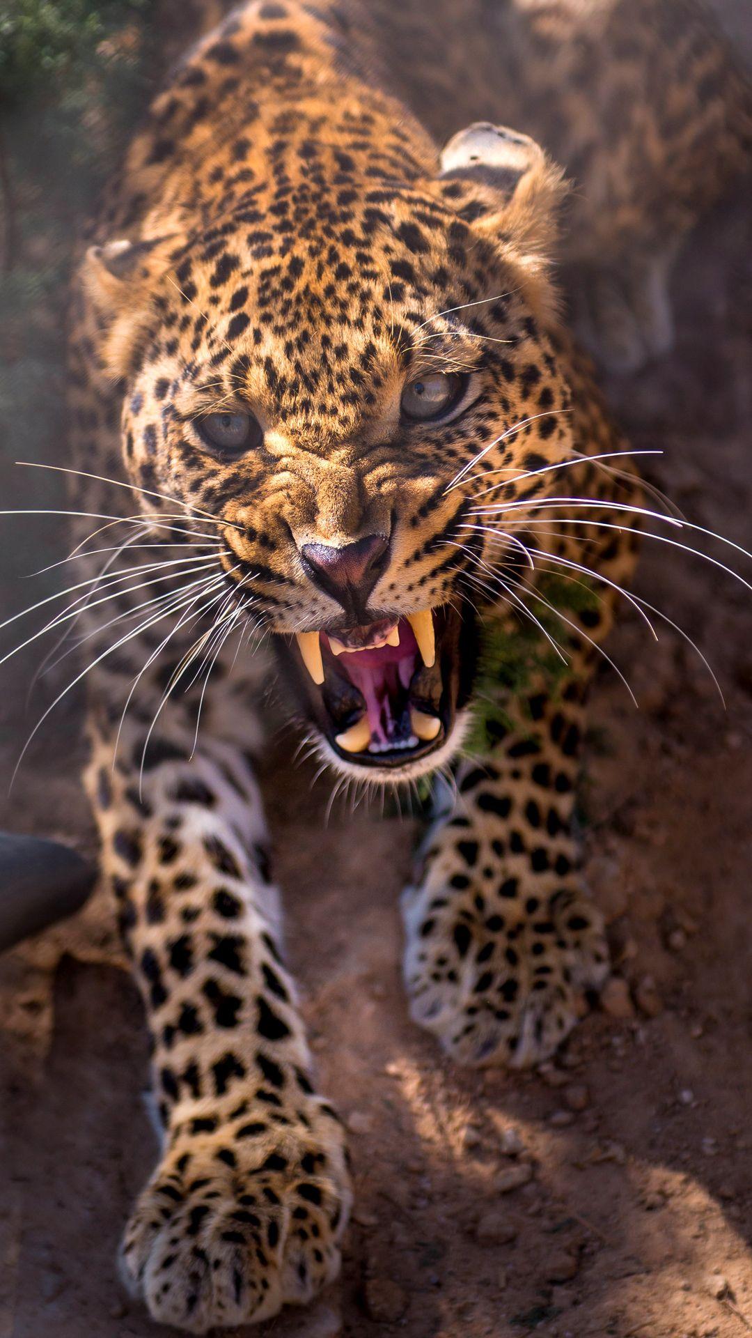 1080x1920 Angry Leopard IPhone 6S Plus Wallpaper Quality Image And Transparent PNG Free Clipart