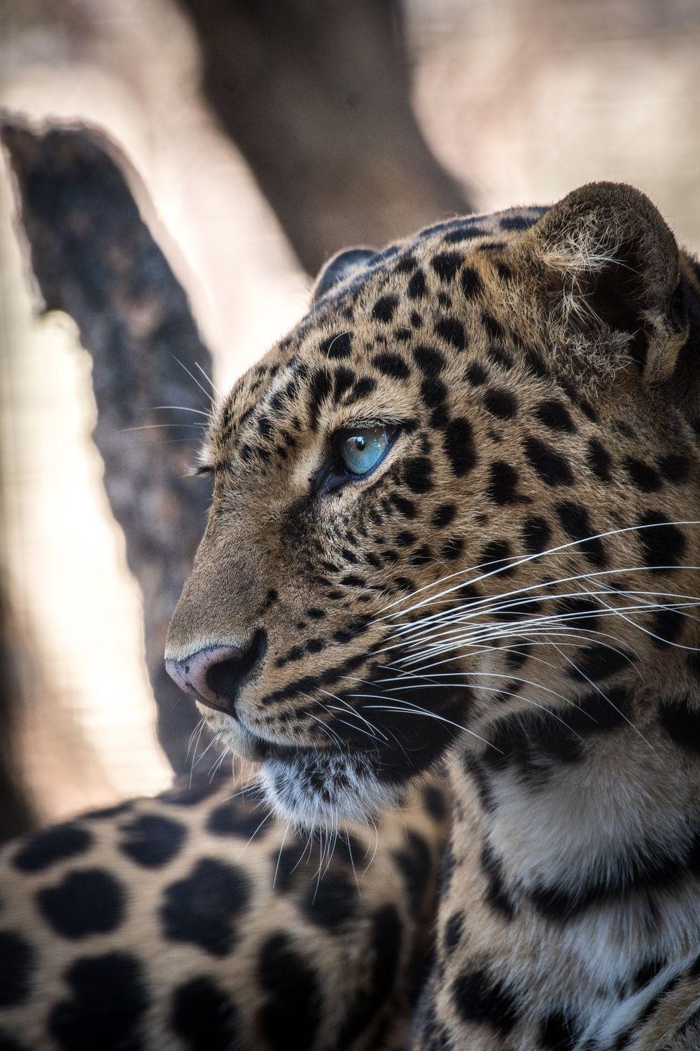 1000x1500 Jaguar Picture. Download Free Image