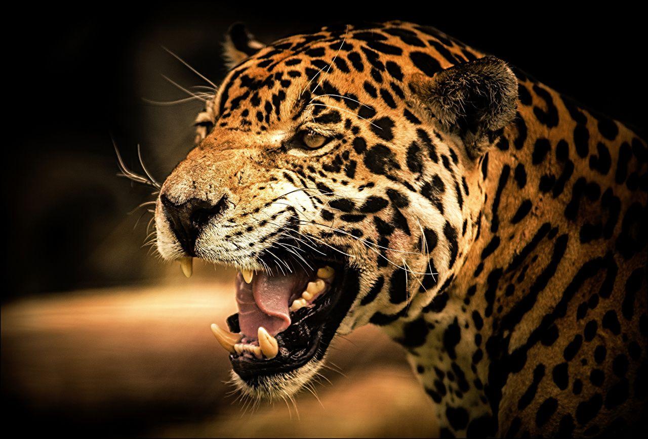 Angry Jaguar Wallpapers - Top Free Angry Jaguar Backgrounds ...