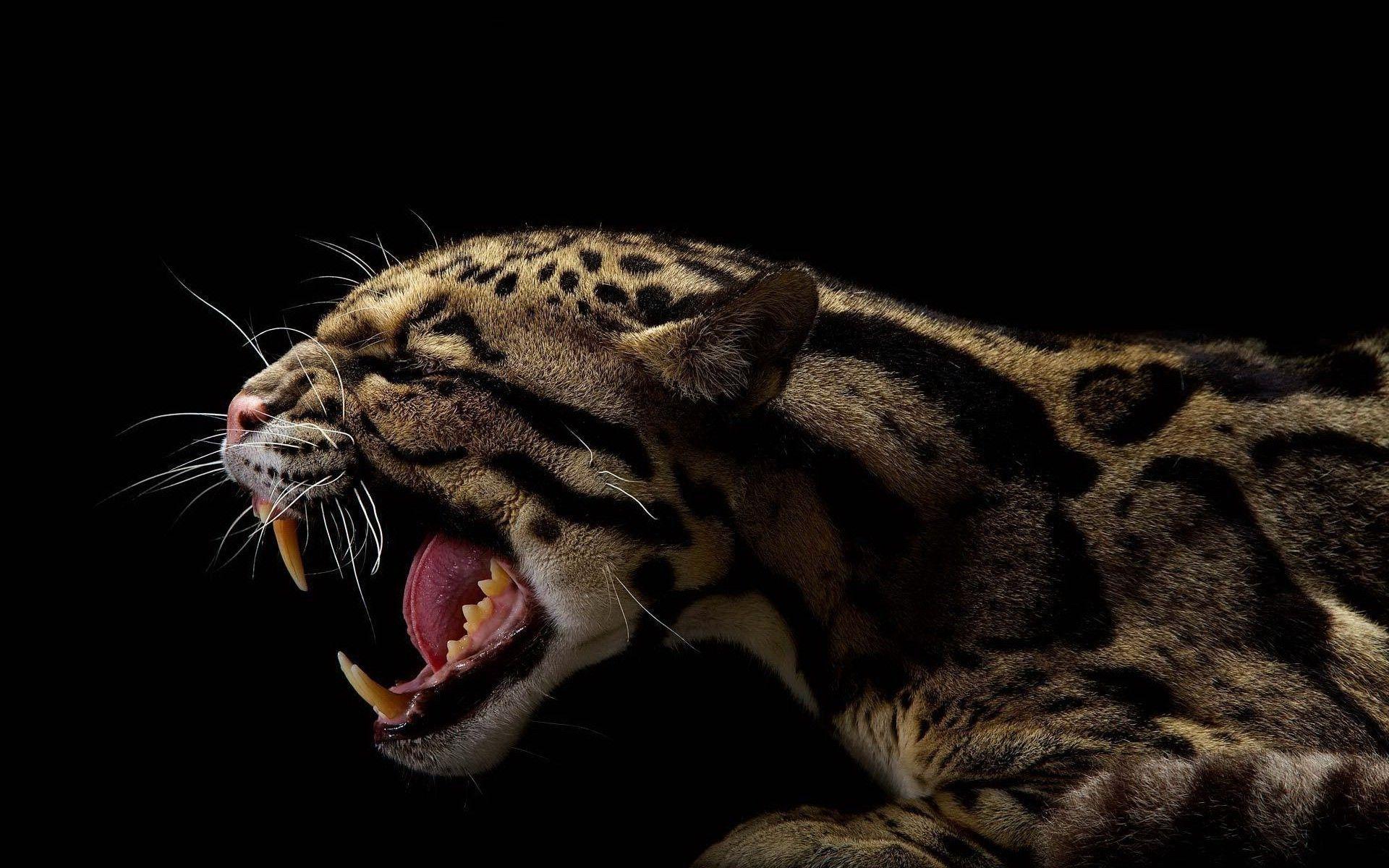 1920x1200 Black Jaguar Animal Wallpaper Jaguar Mobile Wallpaper HD HD Wallpaper