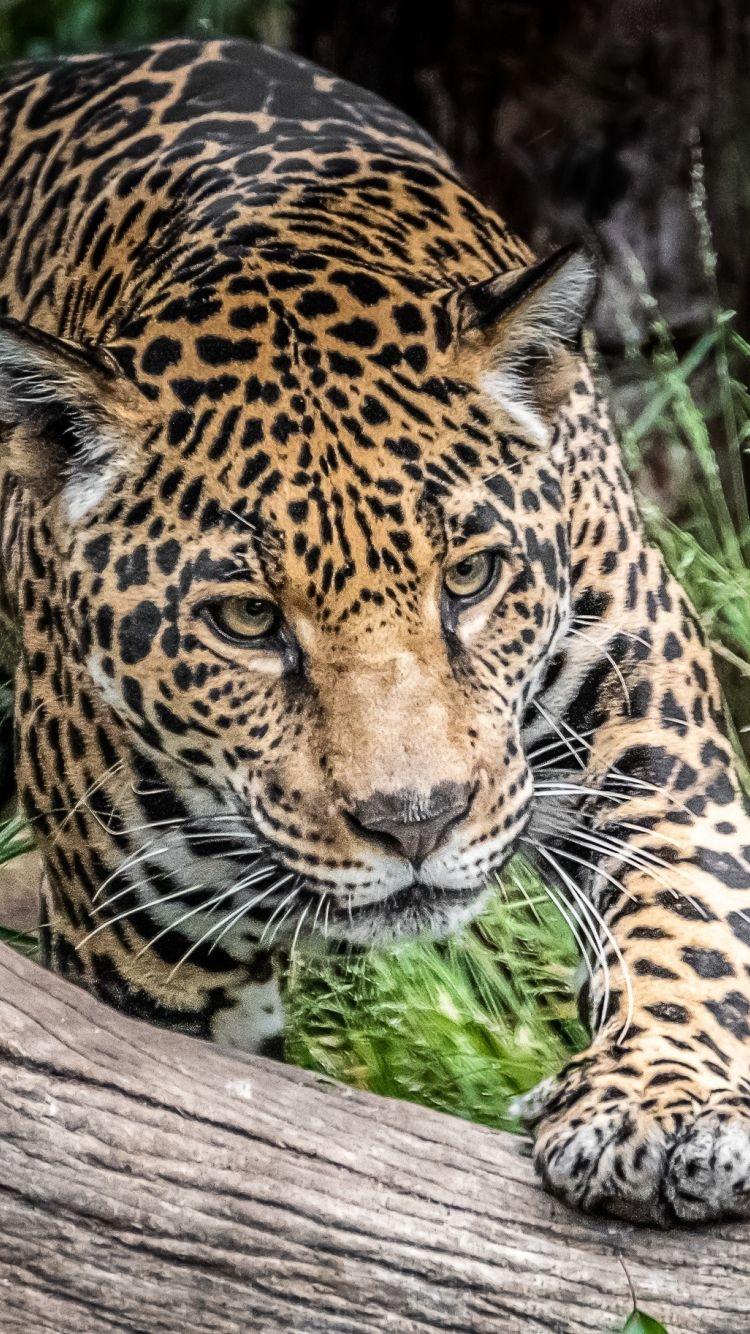 750x1334 Download 750x1334 wallpaper jaguar, wild cat, predator, wild, iphone iphone 750x1334 HD image, background, 7974