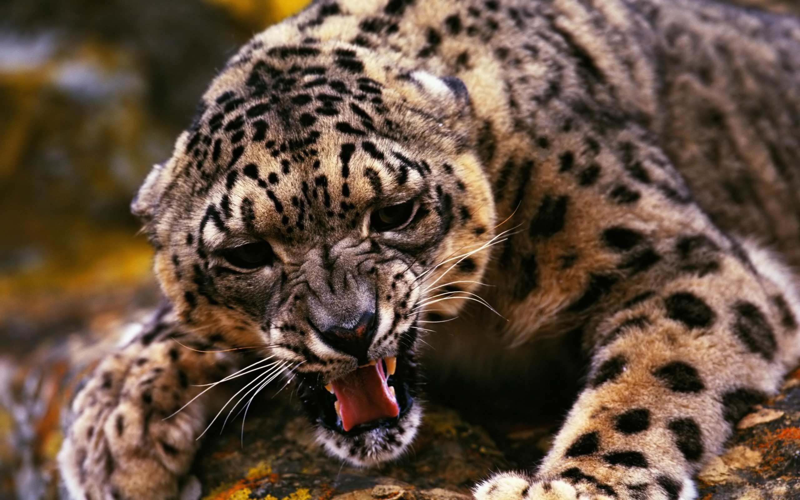 Angry Jaguar Wallpapers - Top Free Angry Jaguar Backgrounds