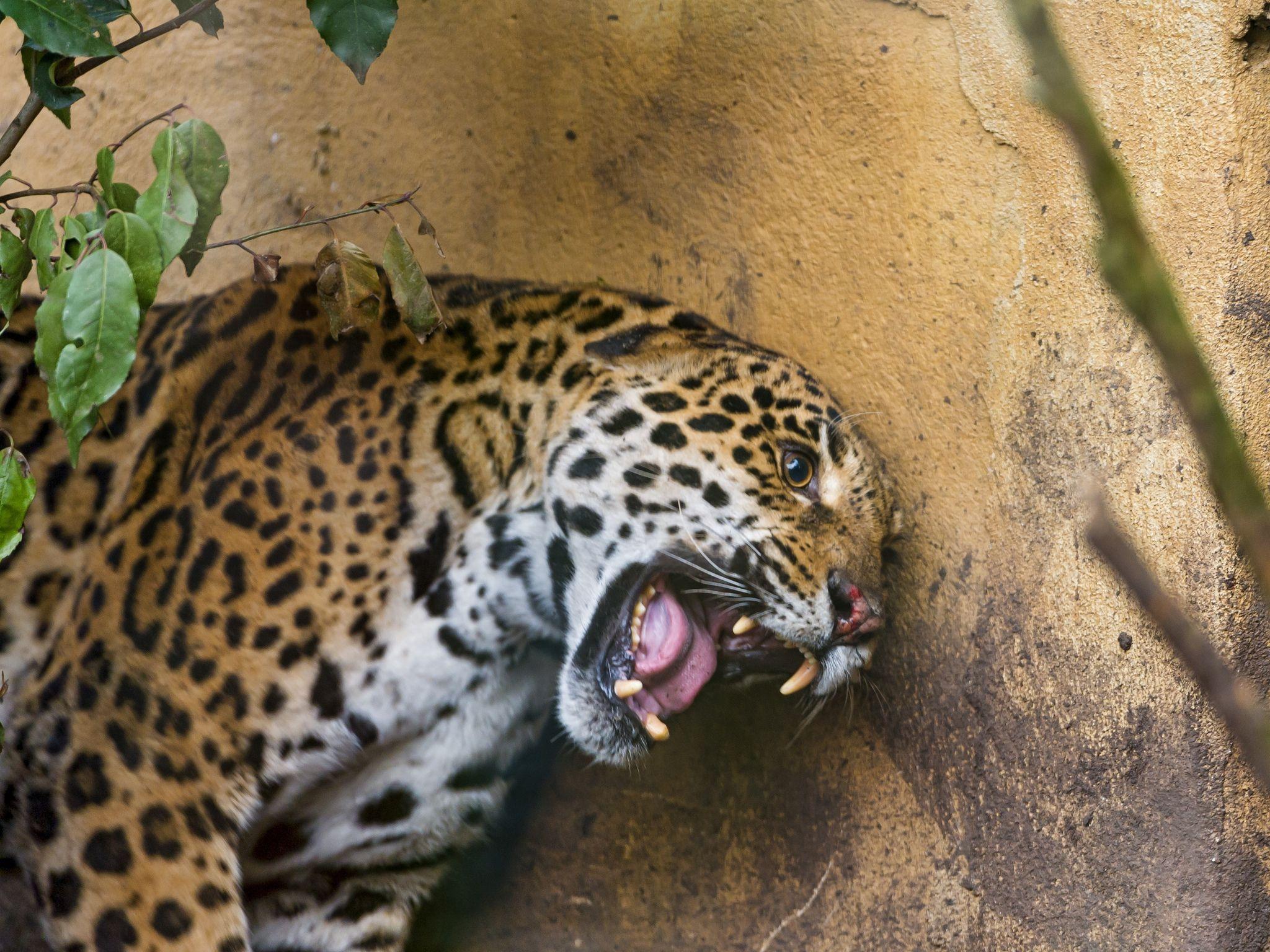 2048x1536 Angry Jaguar .