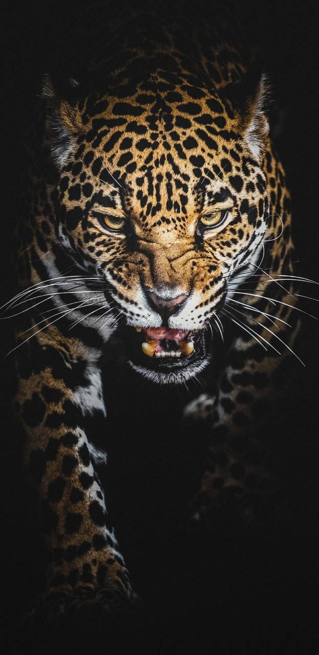 623x1280 Free Guerrero Jaguar Wallpaper HD. Wallpaper