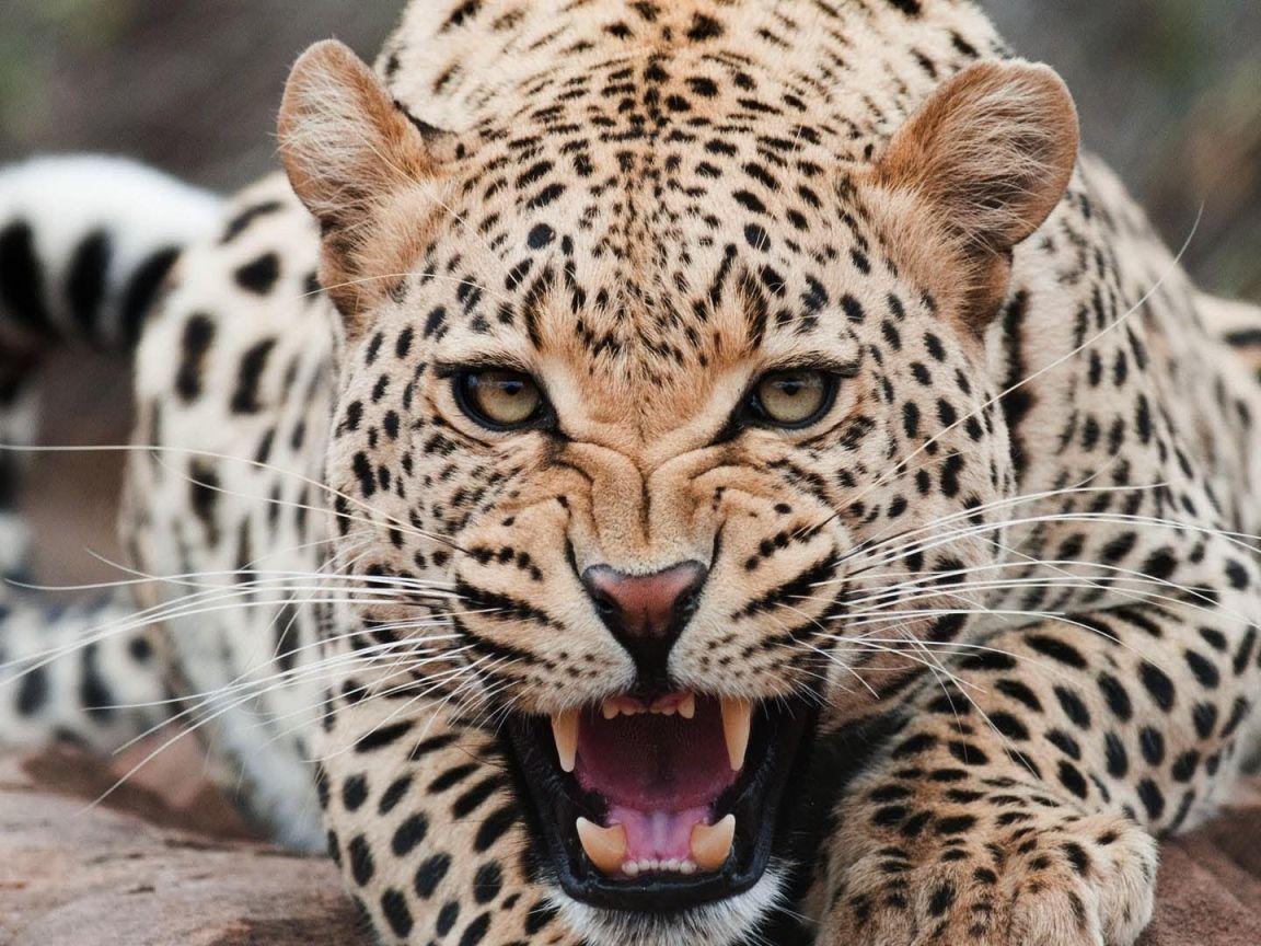 1152x864 Angry jaguar bared his teeth Desktop wallpaper 1152x864