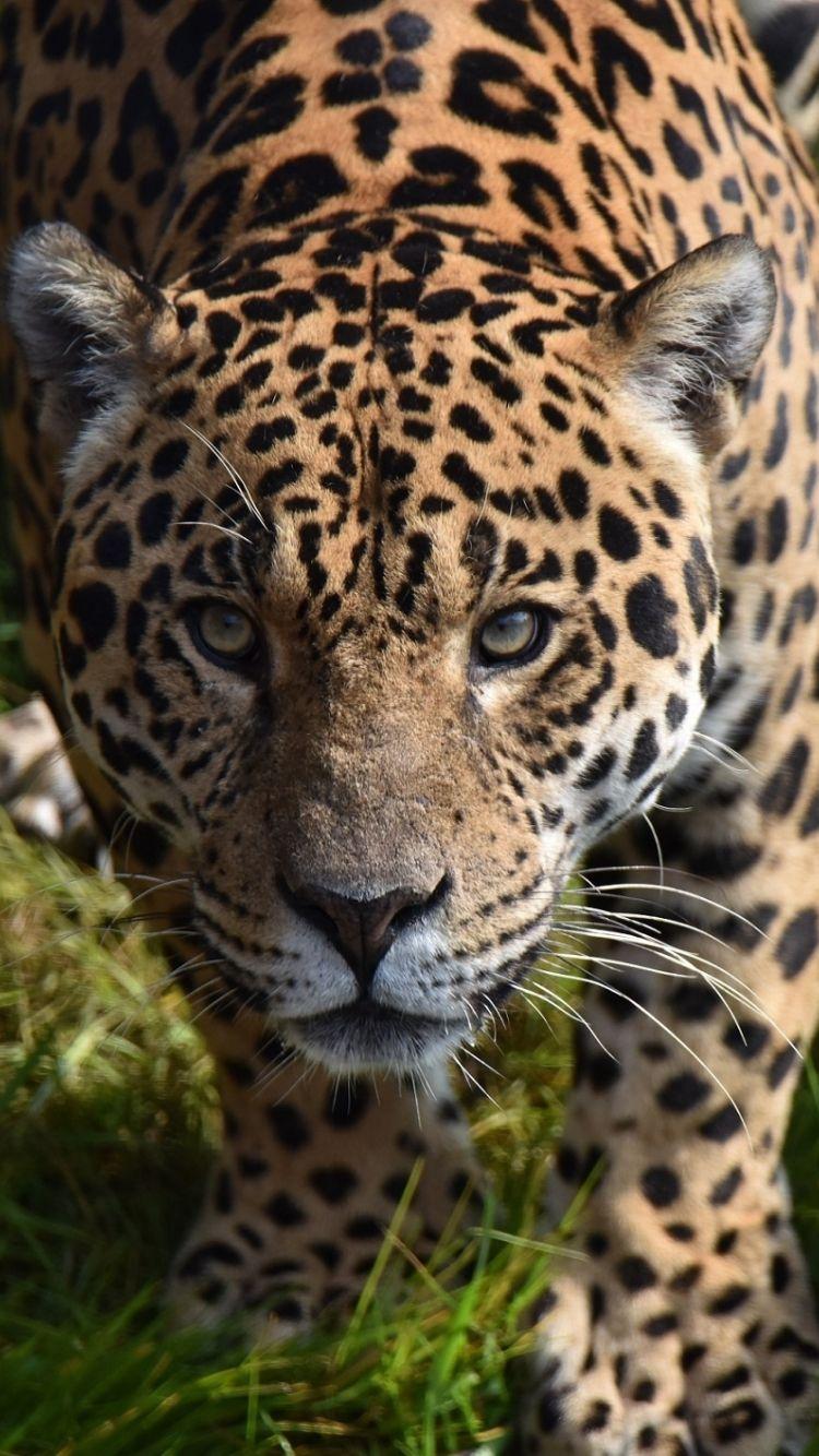 750x1334 Download 750x1334 wallpaper predator, jaguar, wild animal, iphone iphone 750x1334 HD image, background, 21501