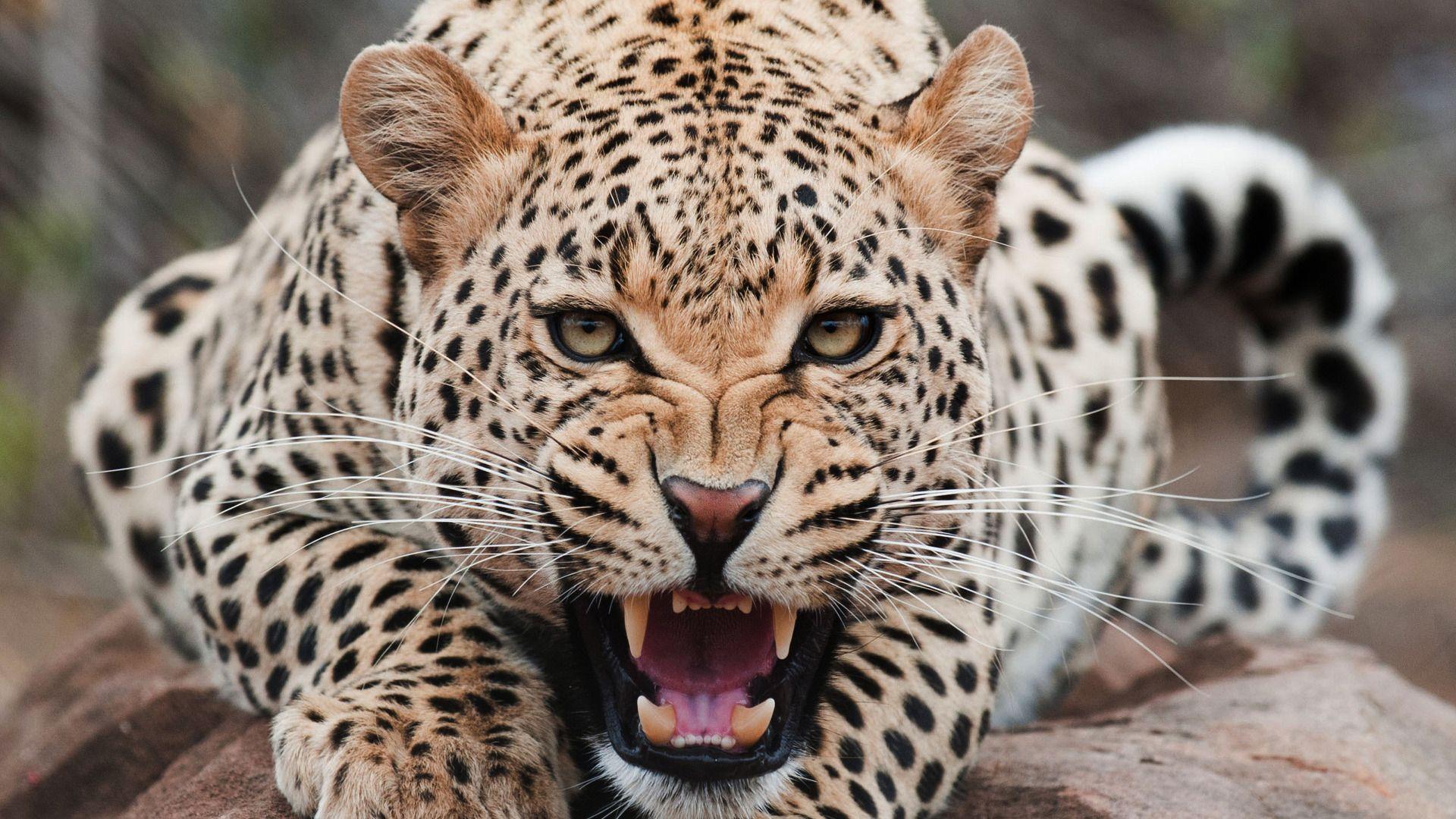 1920x1080 Leopard Wallpaper HD